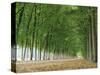 Avenue of Poplar Trees, Parc De Marly, Western Outskirts of Paris, France, Europe-Duncan Maxwell-Stretched Canvas