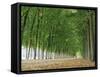 Avenue of Poplar Trees, Parc De Marly, Western Outskirts of Paris, France, Europe-Duncan Maxwell-Framed Stretched Canvas