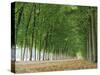 Avenue of Poplar Trees, Parc De Marly, Western Outskirts of Paris, France, Europe-Duncan Maxwell-Stretched Canvas
