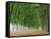 Avenue of Poplar Trees, Parc De Marly, Western Outskirts of Paris, France, Europe-Duncan Maxwell-Framed Stretched Canvas