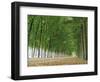 Avenue of Poplar Trees, Parc De Marly, Western Outskirts of Paris, France, Europe-Duncan Maxwell-Framed Photographic Print