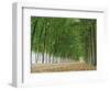 Avenue of Poplar Trees, Parc De Marly, Western Outskirts of Paris, France, Europe-Duncan Maxwell-Framed Photographic Print