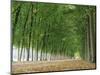 Avenue of Poplar Trees, Parc De Marly, Western Outskirts of Paris, France, Europe-Duncan Maxwell-Mounted Photographic Print