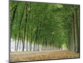Avenue of Poplar Trees, Parc De Marly, Western Outskirts of Paris, France, Europe-Duncan Maxwell-Mounted Photographic Print