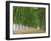 Avenue of Poplar Trees, Parc De Marly, Western Outskirts of Paris, France, Europe-Duncan Maxwell-Framed Photographic Print