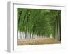 Avenue of Poplar Trees, Parc De Marly, Western Outskirts of Paris, France, Europe-Duncan Maxwell-Framed Photographic Print