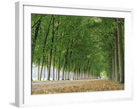 Avenue of Poplar Trees, Parc De Marly, Western Outskirts of Paris, France, Europe-Duncan Maxwell-Framed Photographic Print