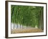 Avenue of Poplar Trees, Parc De Marly, Western Outskirts of Paris, France, Europe-Duncan Maxwell-Framed Photographic Print