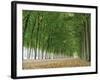 Avenue of Poplar Trees, Parc De Marly, Western Outskirts of Paris, France, Europe-Duncan Maxwell-Framed Photographic Print