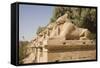 Avenue of Rams Leading to Temple Precinct-Philip Craven-Framed Stretched Canvas