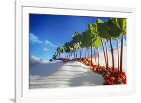 Avenue of Rhubarb Sticks and Fruit in a Sugar Desert-Hartmut Seehuber-Framed Photographic Print