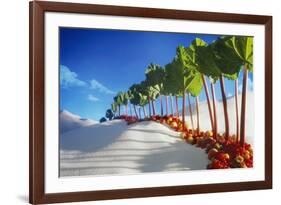 Avenue of Rhubarb Sticks and Fruit in a Sugar Desert-Hartmut Seehuber-Framed Photographic Print