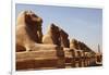 Avenue of Sphinxes, Karnak Temple, Luxor, Thebes, Egypt, North Africa-David Pickford-Framed Photographic Print