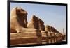 Avenue of Sphinxes, Karnak Temple, Luxor, Thebes, Egypt, North Africa-David Pickford-Framed Photographic Print