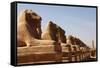 Avenue of Sphinxes, Karnak Temple, Luxor, Thebes, Egypt, North Africa-David Pickford-Framed Stretched Canvas