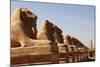 Avenue of Sphinxes, Karnak Temple, Luxor, Thebes, Egypt, North Africa-David Pickford-Mounted Photographic Print