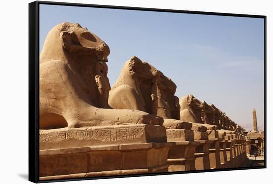 Avenue of Sphinxes, Karnak Temple, Luxor, Thebes, Egypt, North Africa-David Pickford-Framed Stretched Canvas