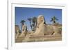 Avenue of Sphinxes, Luxor Temple, Luxor, Thebes, Egypt, North Africa, Africa-Richard Maschmeyer-Framed Photographic Print