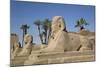 Avenue of Sphinxes, Luxor Temple, Luxor, Thebes, Egypt, North Africa, Africa-Richard Maschmeyer-Mounted Photographic Print