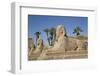 Avenue of Sphinxes, Luxor Temple, Luxor, Thebes, Egypt, North Africa, Africa-Richard Maschmeyer-Framed Photographic Print