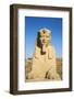 Avenue of Sphinxes, Luxor Temple, UNESCO World Heritage Site, Luxor, Egypt, North Africa, Africa-Jane Sweeney-Framed Photographic Print