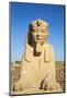 Avenue of Sphinxes, Luxor Temple, UNESCO World Heritage Site, Luxor, Egypt, North Africa, Africa-Jane Sweeney-Mounted Photographic Print