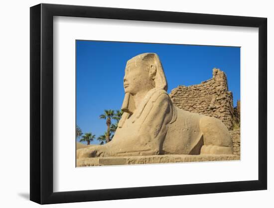 Avenue of Sphinxes, Luxor Temple, UNESCO World Heritage Site, Luxor, Egypt, North Africa, Africa-Jane Sweeney-Framed Photographic Print