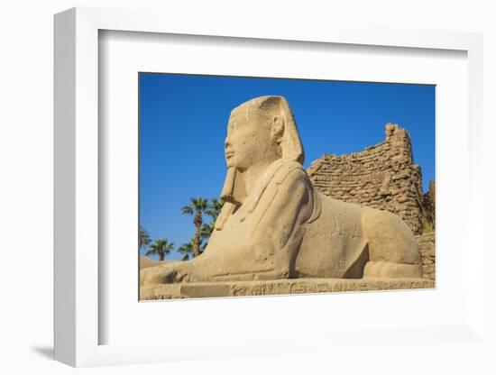 Avenue of Sphinxes, Luxor Temple, UNESCO World Heritage Site, Luxor, Egypt, North Africa, Africa-Jane Sweeney-Framed Photographic Print