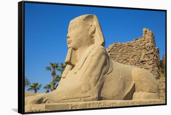 Avenue of Sphinxes, Luxor Temple, UNESCO World Heritage Site, Luxor, Egypt, North Africa, Africa-Jane Sweeney-Framed Stretched Canvas