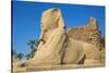 Avenue of Sphinxes, Luxor Temple, UNESCO World Heritage Site, Luxor, Egypt, North Africa, Africa-Jane Sweeney-Stretched Canvas