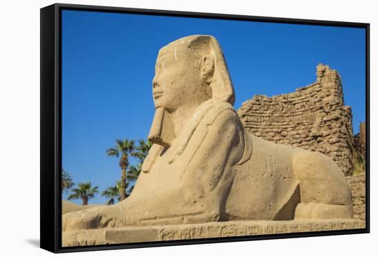 Avenue of Sphinxes, Luxor Temple, UNESCO World Heritage Site, Luxor, Egypt, North Africa, Africa-Jane Sweeney-Framed Stretched Canvas