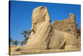 Avenue of Sphinxes, Luxor Temple, UNESCO World Heritage Site, Luxor, Egypt, North Africa, Africa-Jane Sweeney-Stretched Canvas