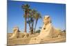 Avenue of Sphinxes, Luxor Temple, UNESCO World Heritage Site, Luxor, Egypt, North Africa, Africa-Jane Sweeney-Mounted Photographic Print