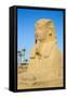 Avenue of Sphinxes, Luxor Temple, UNESCO World Heritage Site, Luxor, Egypt, North Africa, Africa-Jane Sweeney-Framed Stretched Canvas