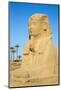 Avenue of Sphinxes, Luxor Temple, UNESCO World Heritage Site, Luxor, Egypt, North Africa, Africa-Jane Sweeney-Mounted Photographic Print