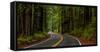 Avenue of the Giants passing through a redwood forest, Humboldt Redwoods State Park, California...-null-Framed Stretched Canvas