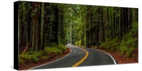 Avenue of the Giants passing through a redwood forest, Humboldt Redwoods State Park, California...-null-Stretched Canvas