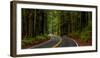 Avenue of the Giants passing through a redwood forest, Humboldt Redwoods State Park, California...-null-Framed Photographic Print