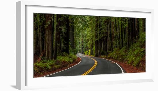 Avenue of the Giants passing through a redwood forest, Humboldt Redwoods State Park, California...-null-Framed Photographic Print