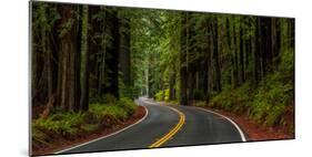 Avenue of the Giants passing through a redwood forest, Humboldt Redwoods State Park, California...-null-Mounted Photographic Print