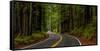 Avenue of the Giants passing through a redwood forest, Humboldt Redwoods State Park, California...-null-Framed Stretched Canvas