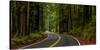 Avenue of the Giants passing through a redwood forest, Humboldt Redwoods State Park, California...-null-Stretched Canvas