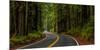 Avenue of the Giants passing through a redwood forest, Humboldt Redwoods State Park, California...-null-Mounted Photographic Print