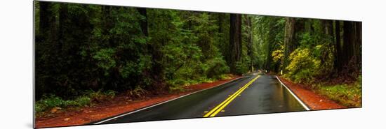 Avenue of the Giants passing through a redwood forest, Humboldt Redwoods State Park, California...-null-Mounted Photographic Print