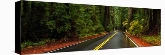 Avenue of the Giants passing through a redwood forest, Humboldt Redwoods State Park, California...-null-Stretched Canvas