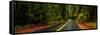 Avenue of the Giants passing through a redwood forest, Humboldt Redwoods State Park, California...-null-Framed Stretched Canvas