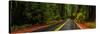 Avenue of the Giants passing through a redwood forest, Humboldt Redwoods State Park, California...-null-Stretched Canvas