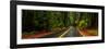 Avenue of the Giants passing through a redwood forest, Humboldt Redwoods State Park, California...-null-Framed Photographic Print