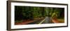 Avenue of the Giants passing through a redwood forest, Humboldt Redwoods State Park, California...-null-Framed Photographic Print