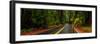 Avenue of the Giants passing through a redwood forest, Humboldt Redwoods State Park, California...-null-Framed Photographic Print